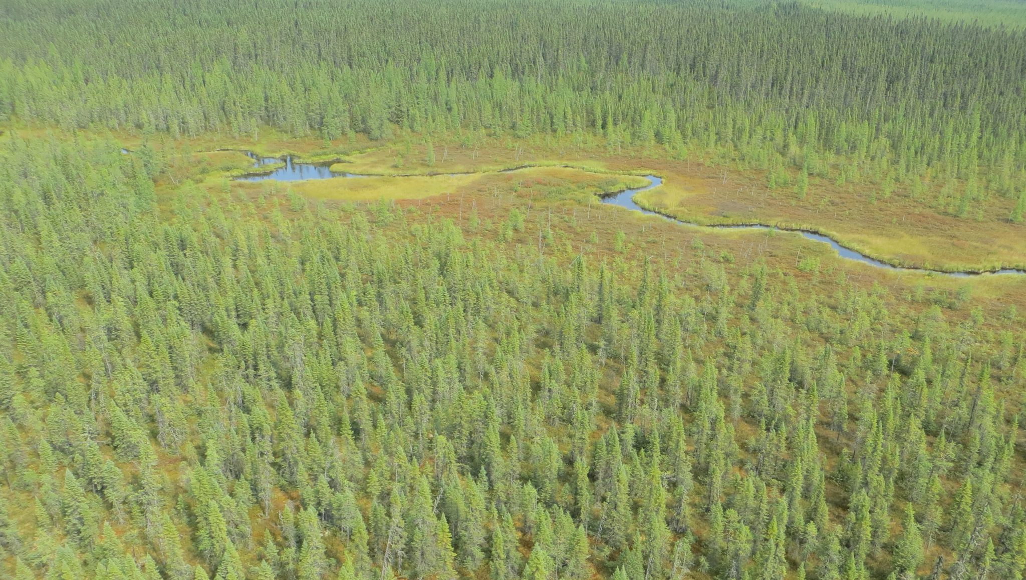 boreal wetlands ontario