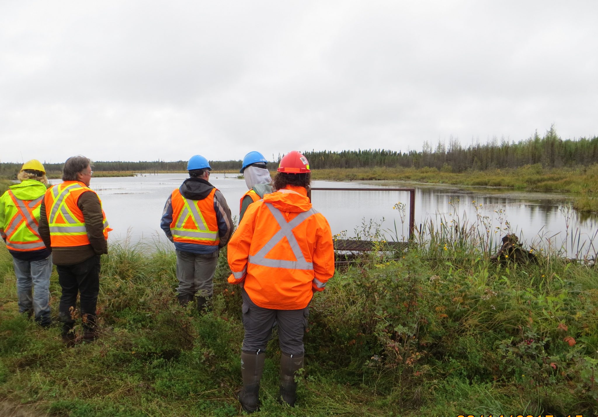 forestry wetland mapping