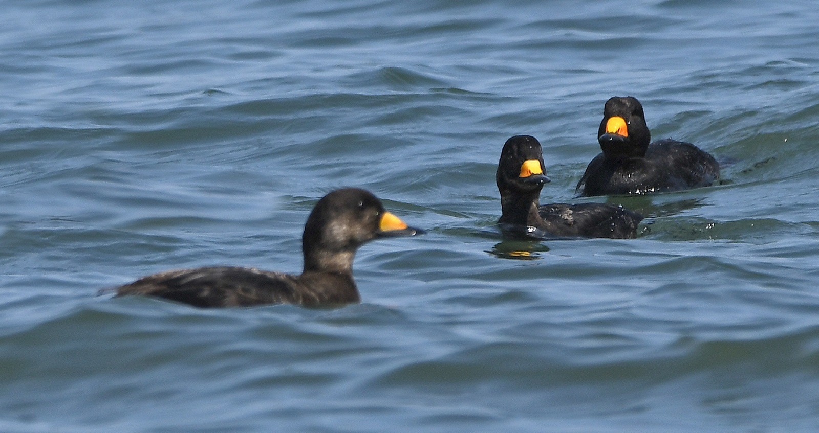 Three black scoters in the water.