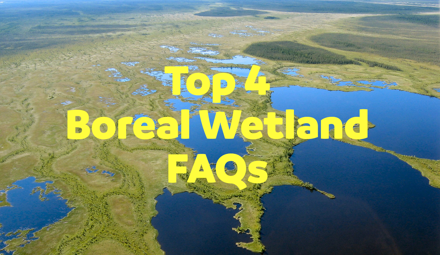 boreal wetland faqs