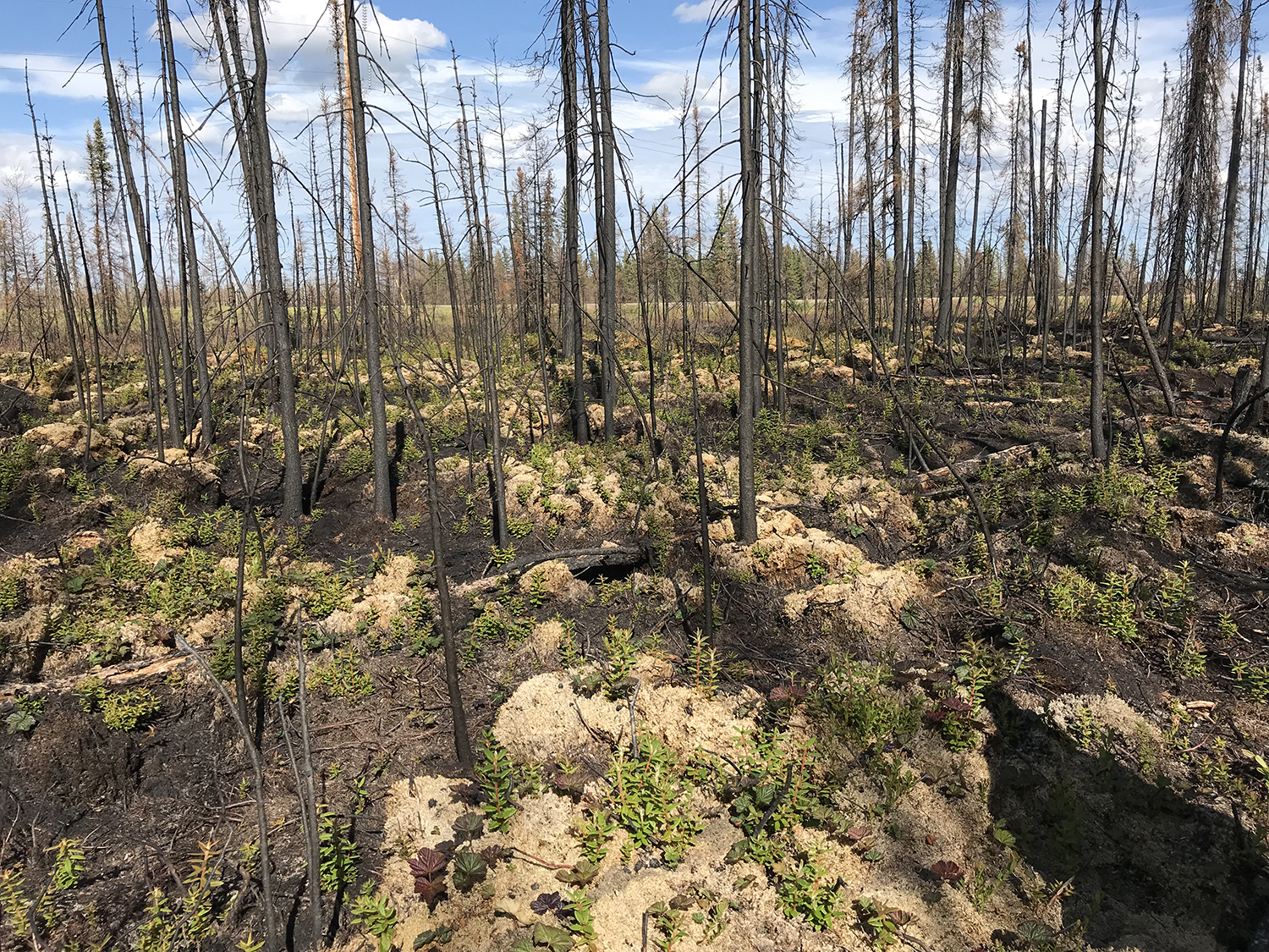 Peatland post forest fire.