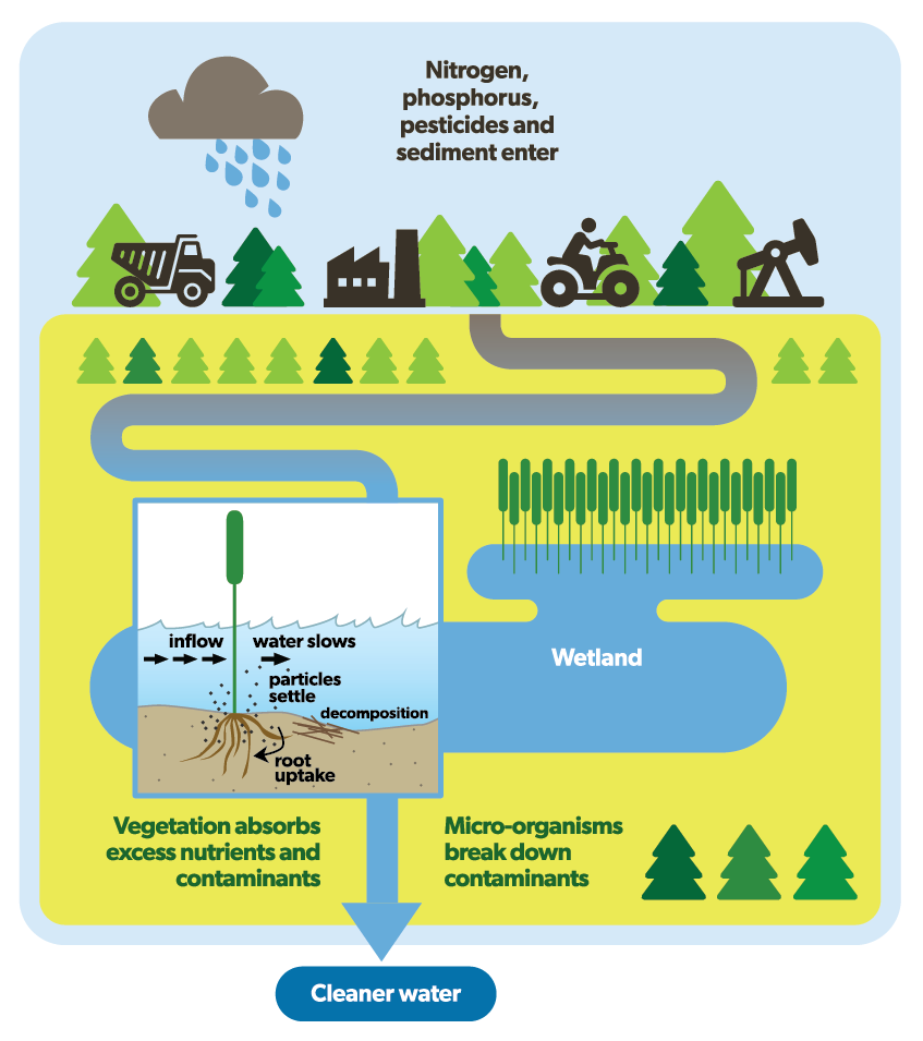 how wetlands filter water
