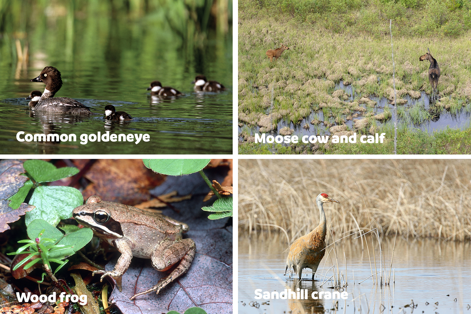 many fauna use boreal wetlands
