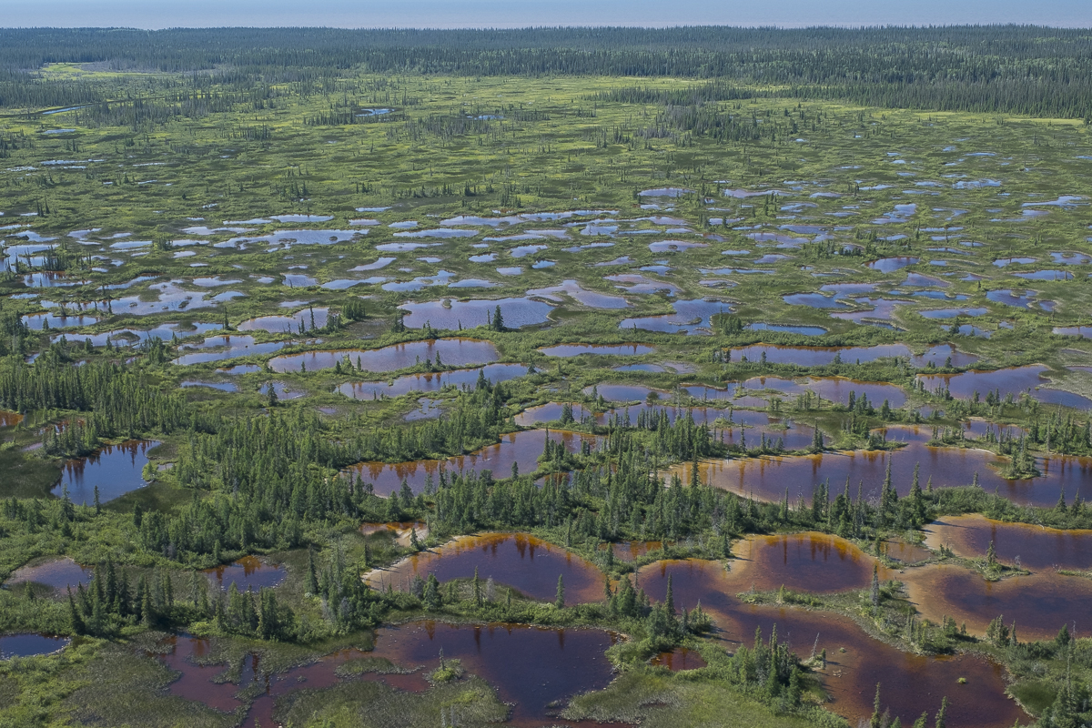 Patterned fen. Dehcho Traditional Territory, NWT.