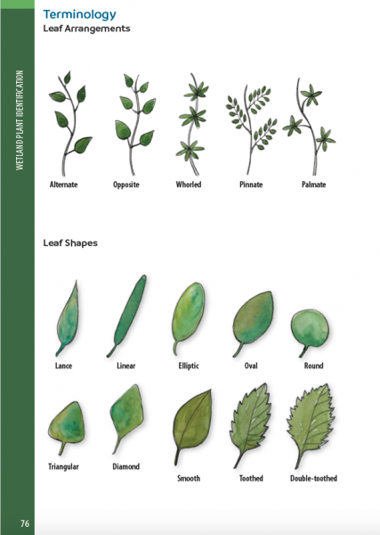Field guide page preview: Leaf arrangement terminology.