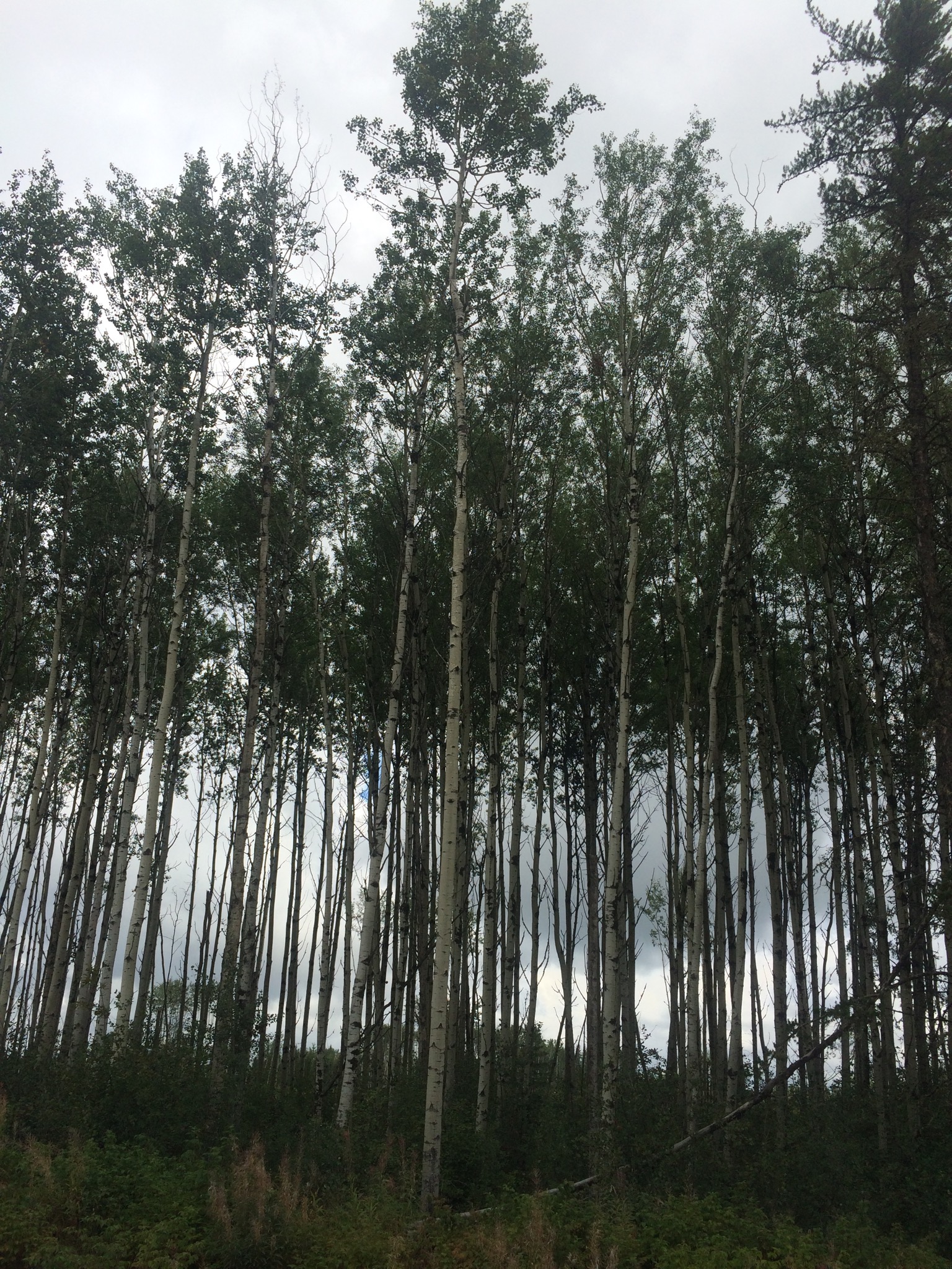 Ducks Unlimited Canada National Boreal Program feature_box_2_Stories