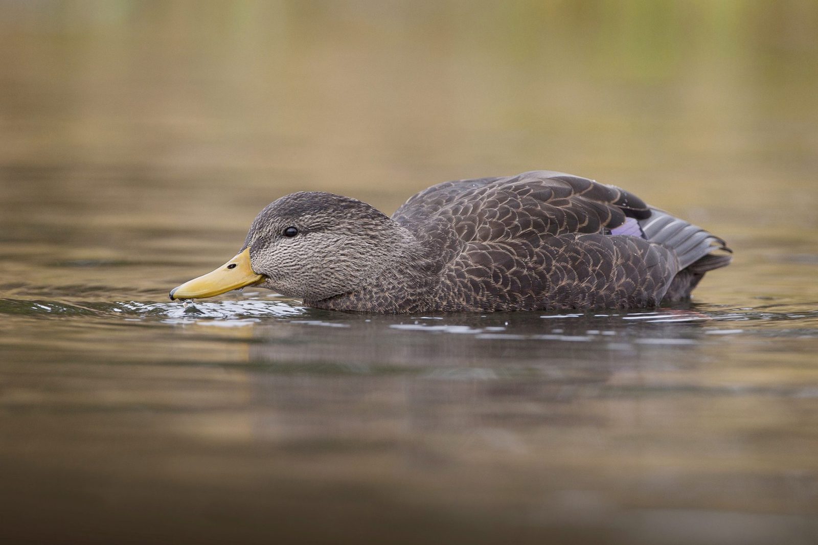 Ducks Unlimited Canada National Boreal Program - An update on wetland ...