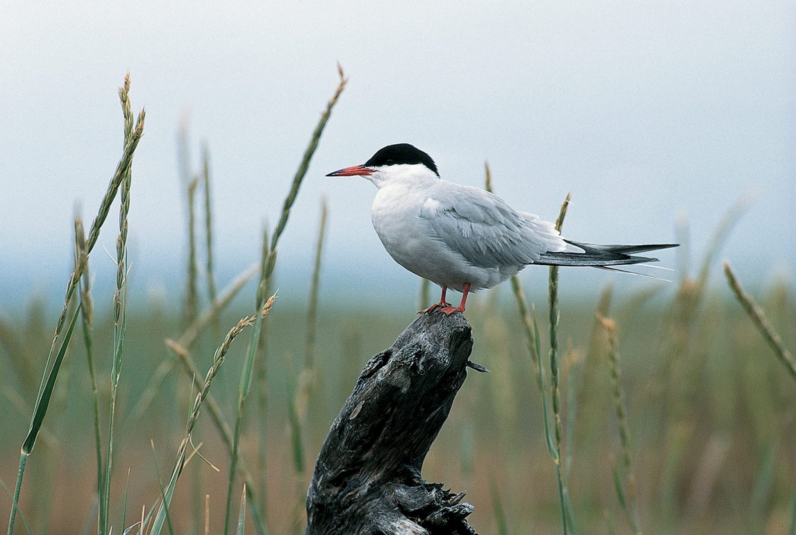 Tern