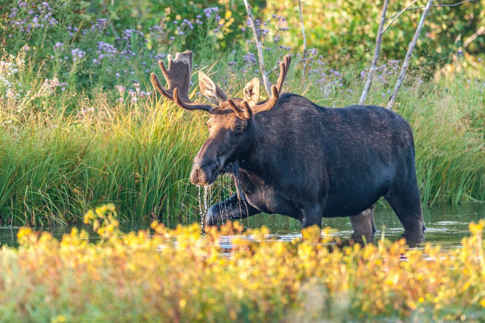 Moose walking in wetland