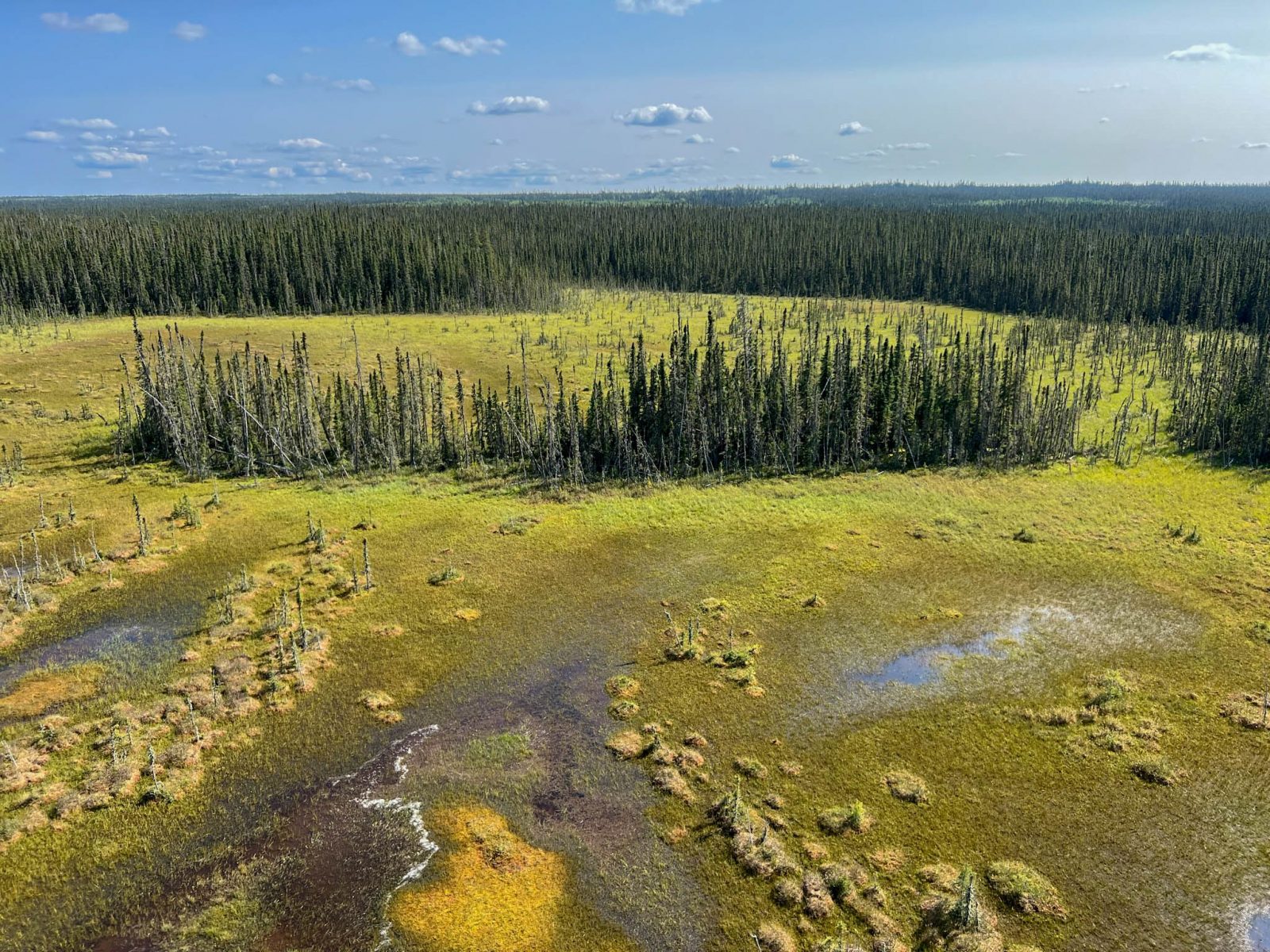 boreal forest peatland Canada